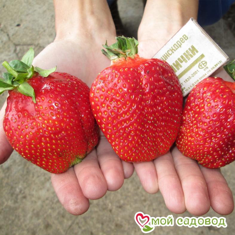 Клубника Адрия