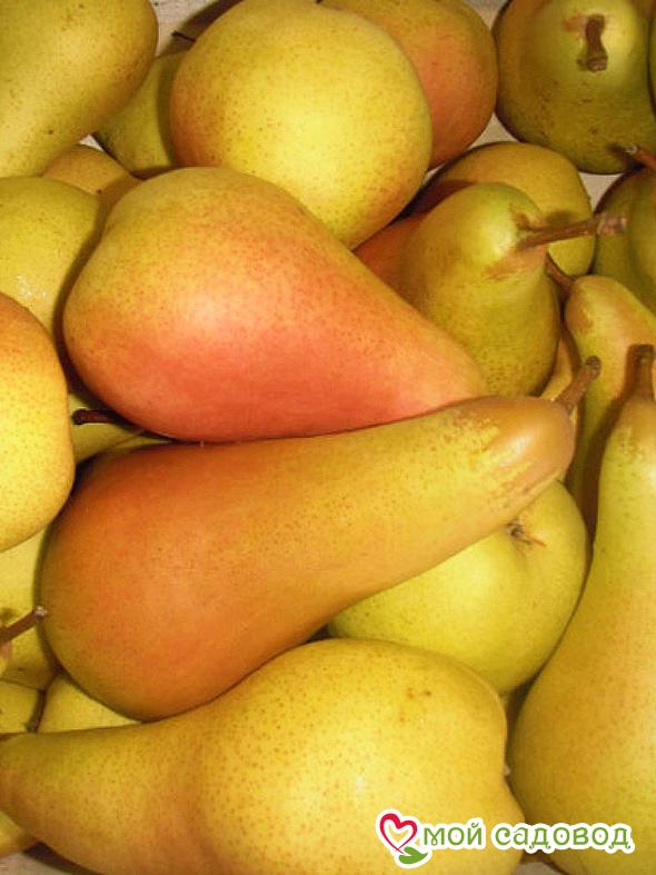 Груша Аббат Фетель