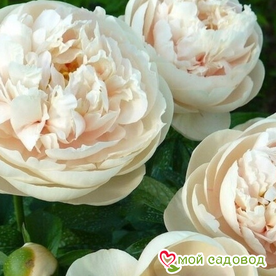 Пион Пастель Элеганс